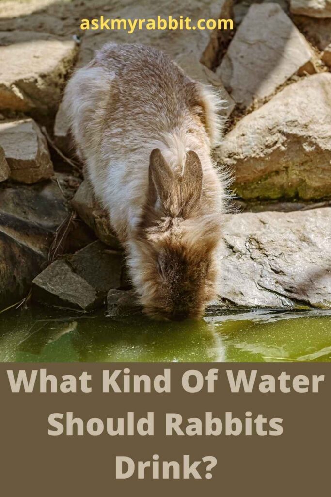What Kind Of Water Should Rabbits Drink?