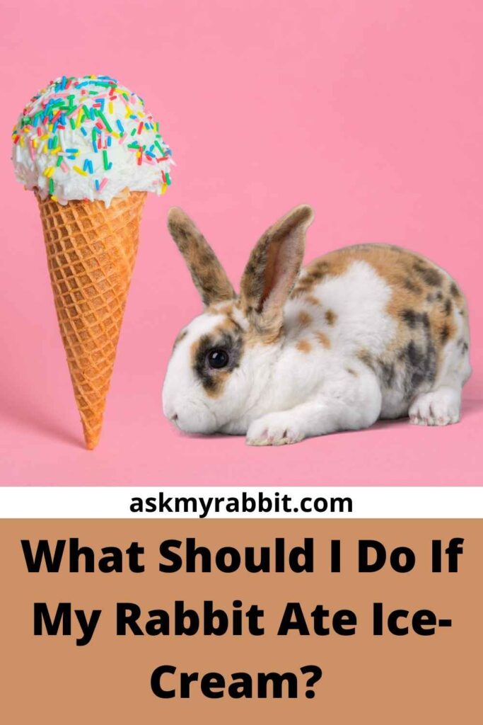 What Should I Do If My Rabbit Ate Ice-Cream?