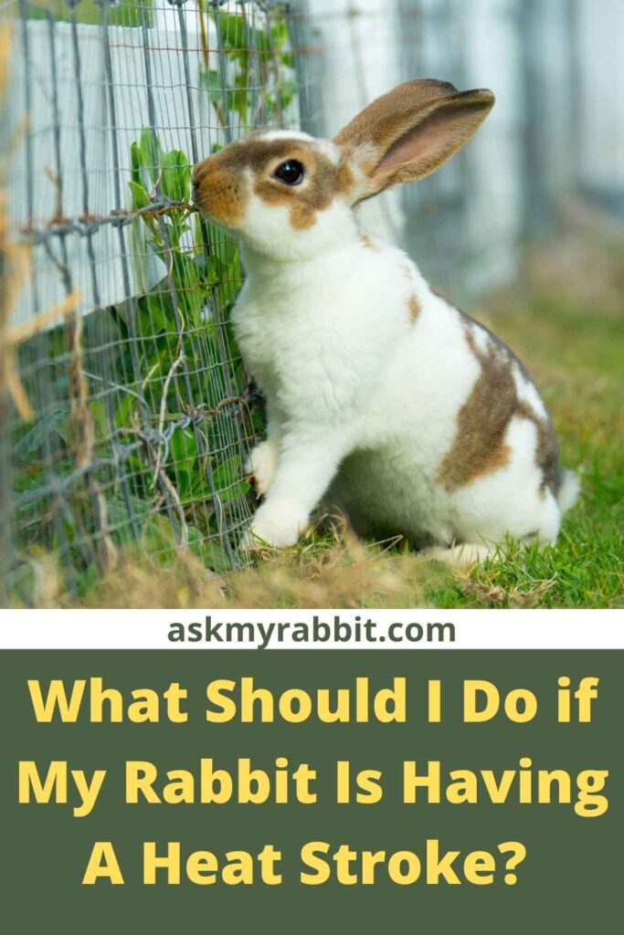 What Should I Do if My Rabbit Is Having A Heat Stroke?