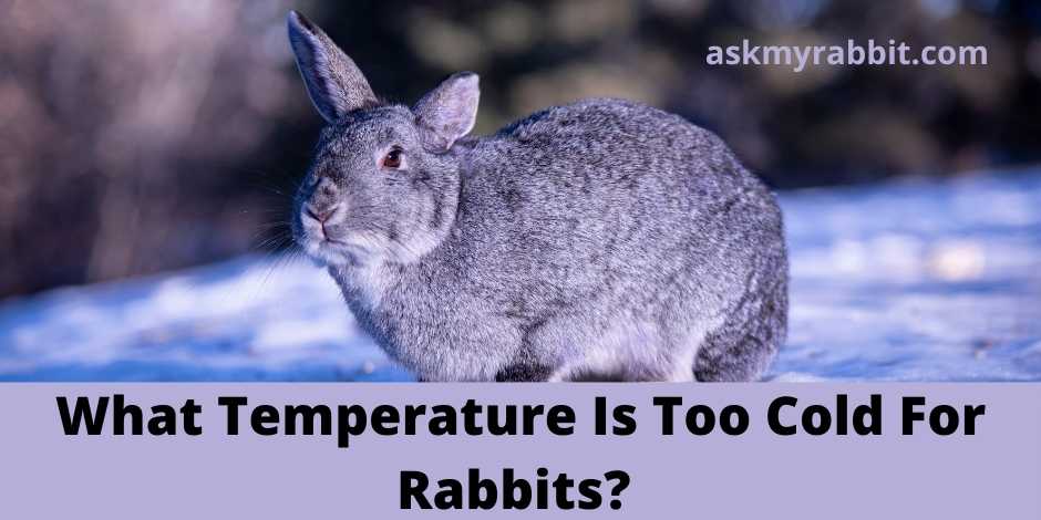 What Temperature Is Too Cold For Rabbits?