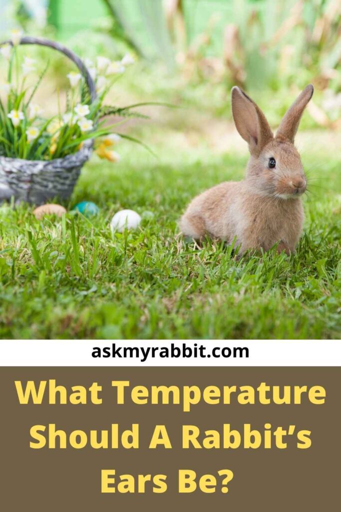 What Temperature Should A Rabbit’s Ears Be?