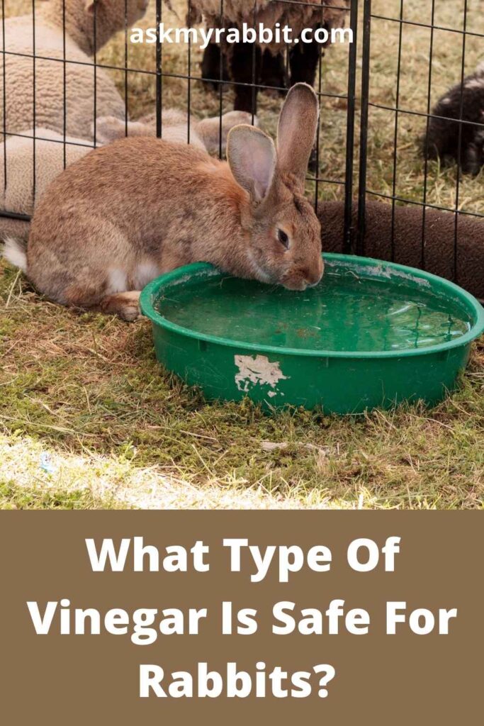 What Type Of Vinegar Is Safe For Rabbits?