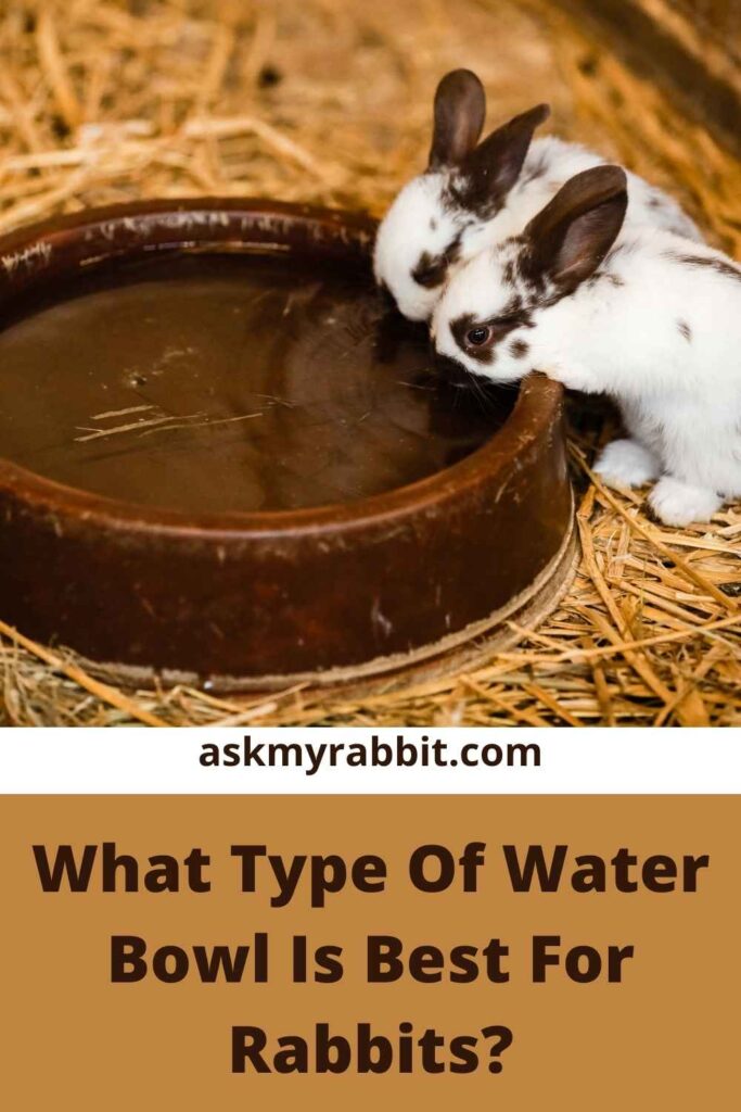 What Type Of Water Bowl Is Best For Rabbits?