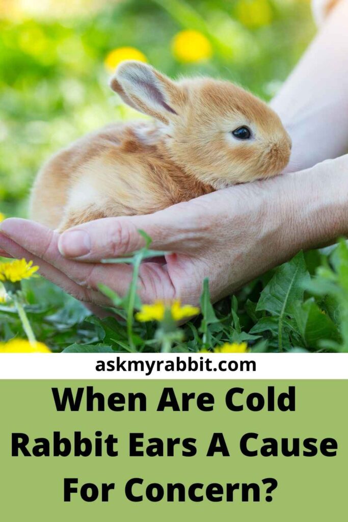 When Are Cold Rabbit Ears A Cause For Concern?