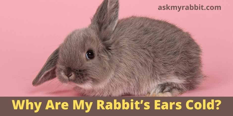 Why Are My Rabbit’s Ears Cold?