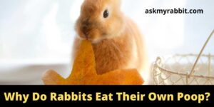 Why Do Rabbits Eat Their Own Poop?