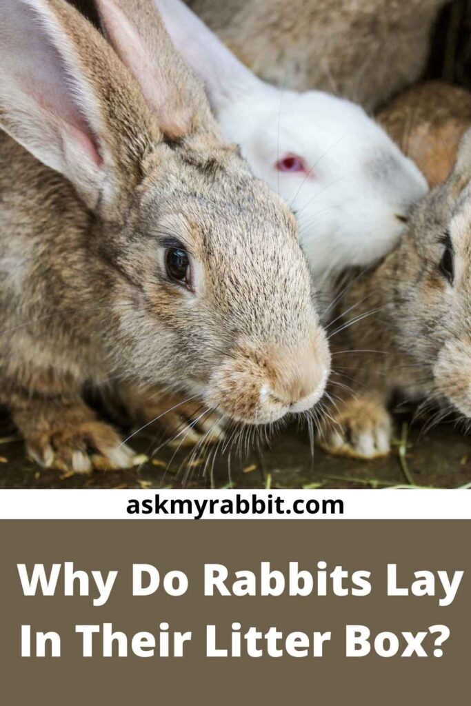 Why Do Rabbits Lay In Their Litter Box?