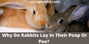 Why Do Rabbits Lay In Their Poop Or Pee?