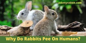 Why Do Rabbits Pee On Humans? Is Rabbit Urine Harmful To Humans?