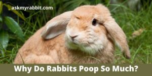 Why Do Rabbits Poop So Much?