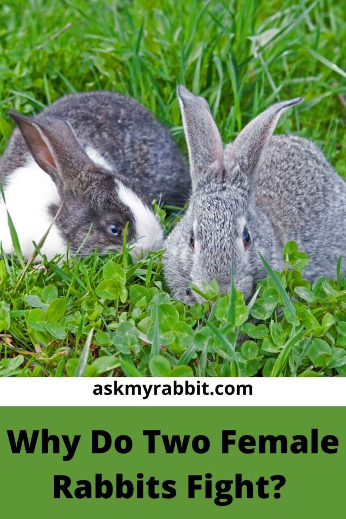 Why Do Two Female Rabbits Fight?