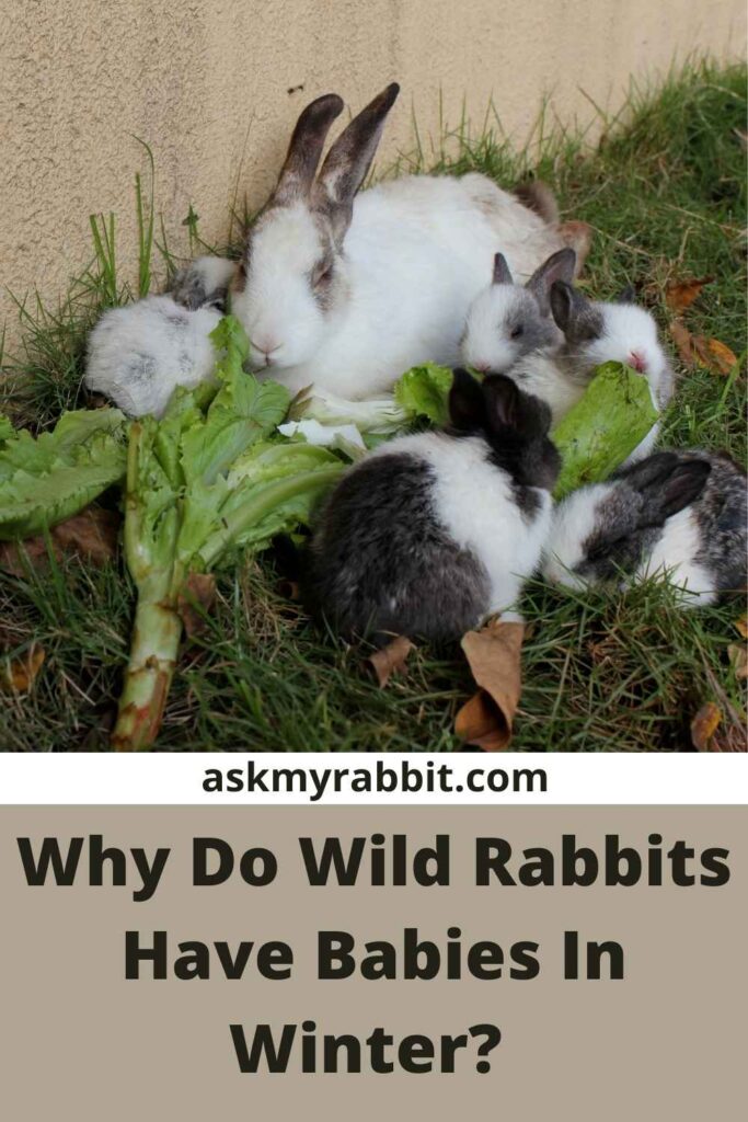 Why Do Wild Rabbits Have Babies In Winter?