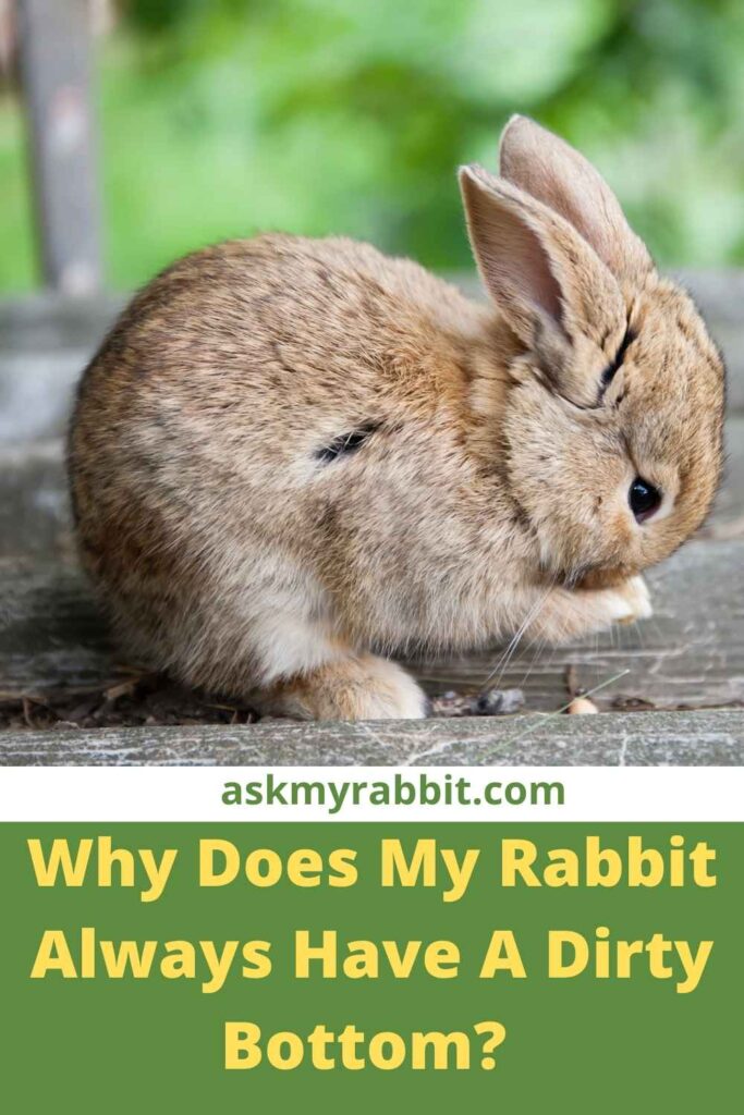 Why Does My Rabbit Always Have A Dirty Bottom?