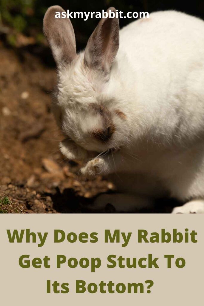 Why Does My Rabbit Get Poop Stuck To Its Bottom?