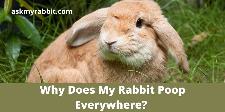 Why Does My Rabbit Poop Everywhere?