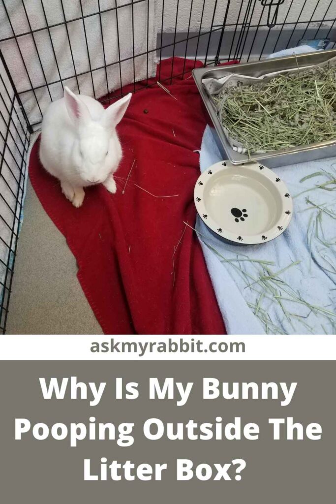 Why Is My Bunny Pooping Outside The Litter Box?