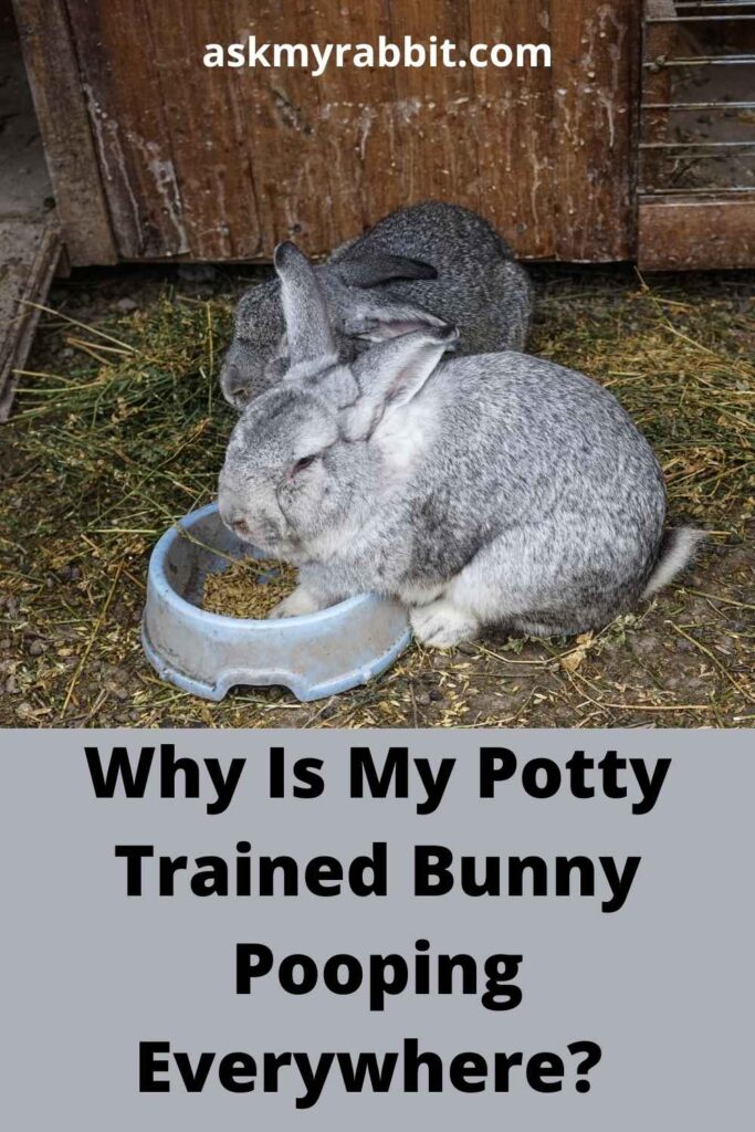 Why Is My Potty Trained Bunny Pooping Everywhere?