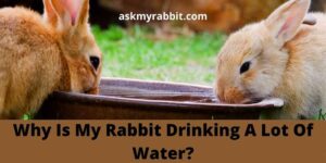 Why Is My Rabbit Drinking Lot Of Water?