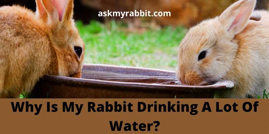 Why Is My Rabbit Drinking A Lot Of Water?
