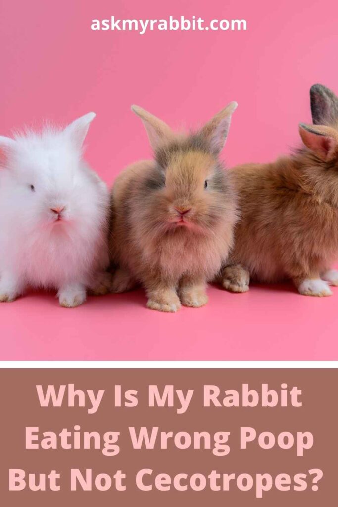 Why Is My Rabbit Eating Wrong Poop But Not Cecotropes?