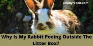 Why Is My Rabbit Peeing Outside The Litter Box?