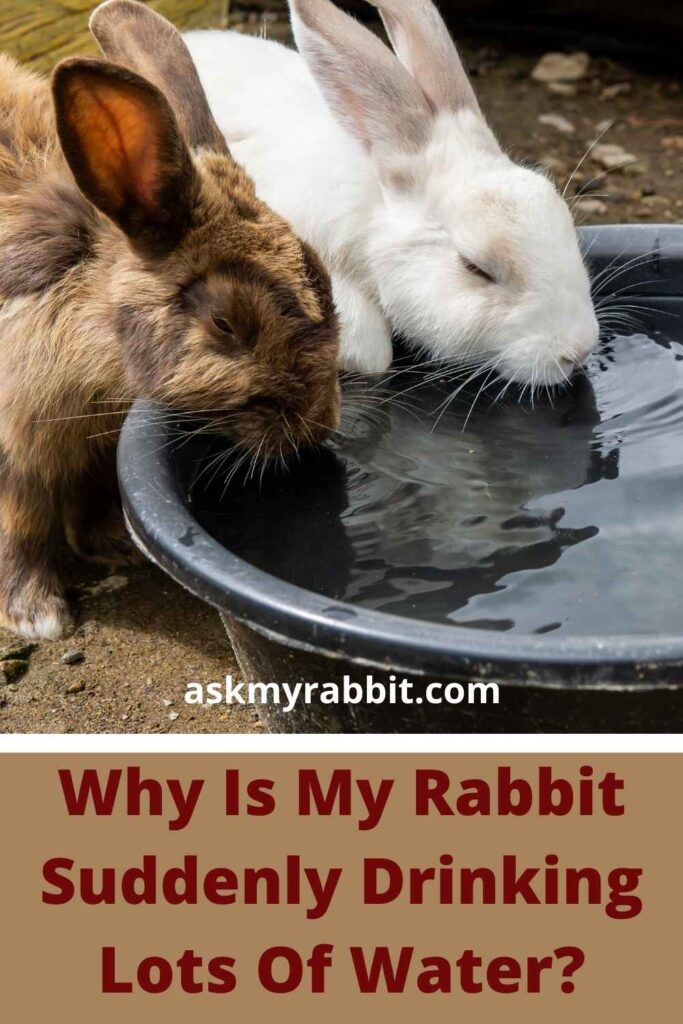 Why Is My Rabbit Suddenly Drinking Lots Of Water?