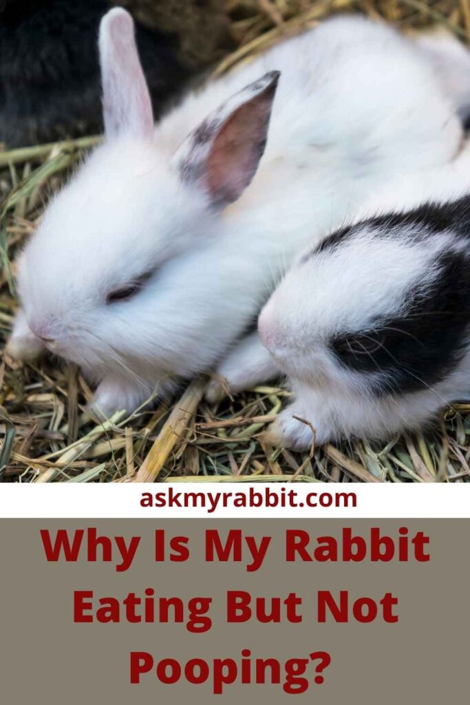 Why Is My Rabbit Eating But Not Pooping?