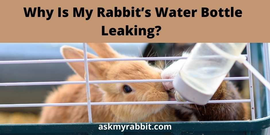 Why Is My Rabbit’s Water Bottle Leaking?