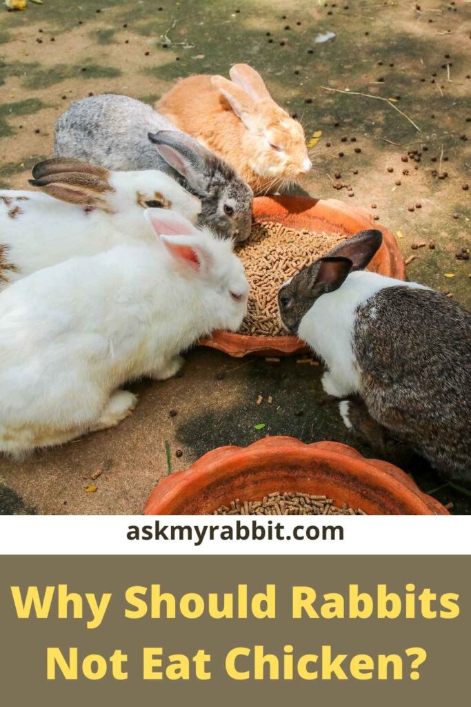 Why Should Rabbits Not Eat Chicken?