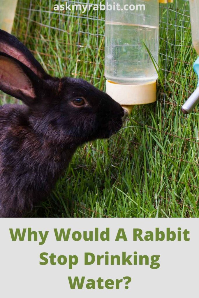 Why Would A Rabbit Stop Drinking Water?