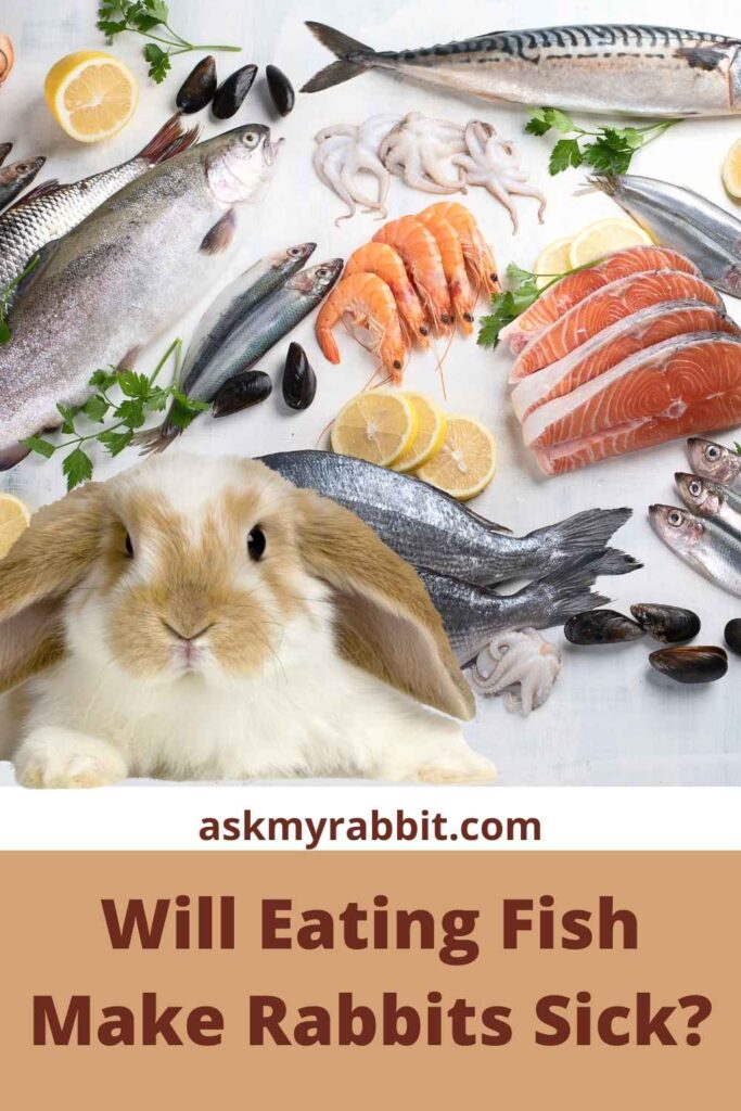 Will Eating Fish Make Rabbits Sick?