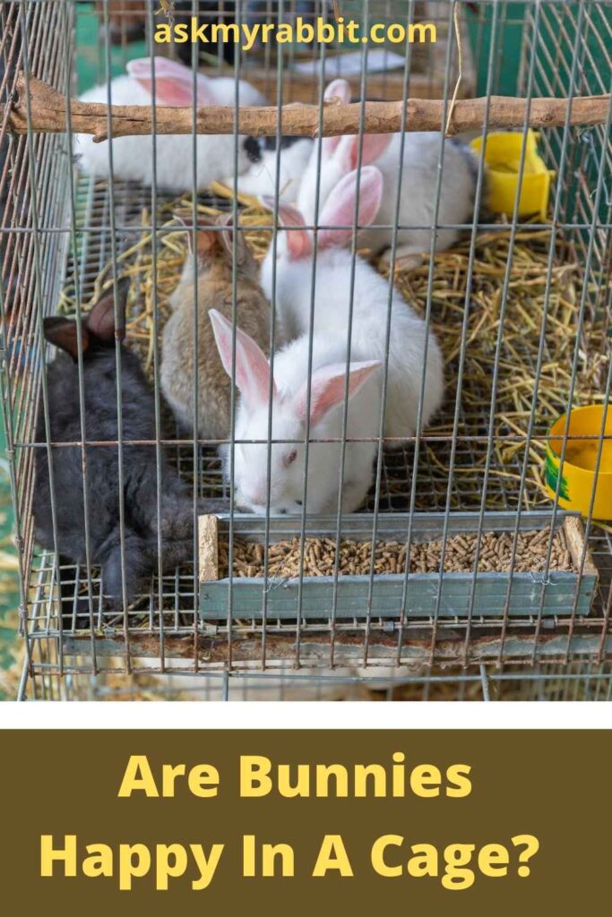 Are Bunnies Happy In A Cage?