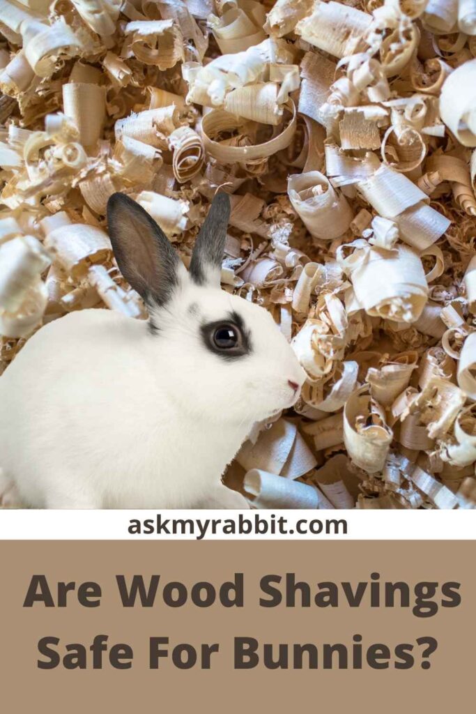 Are Wood Shavings Safe For Bunnies?