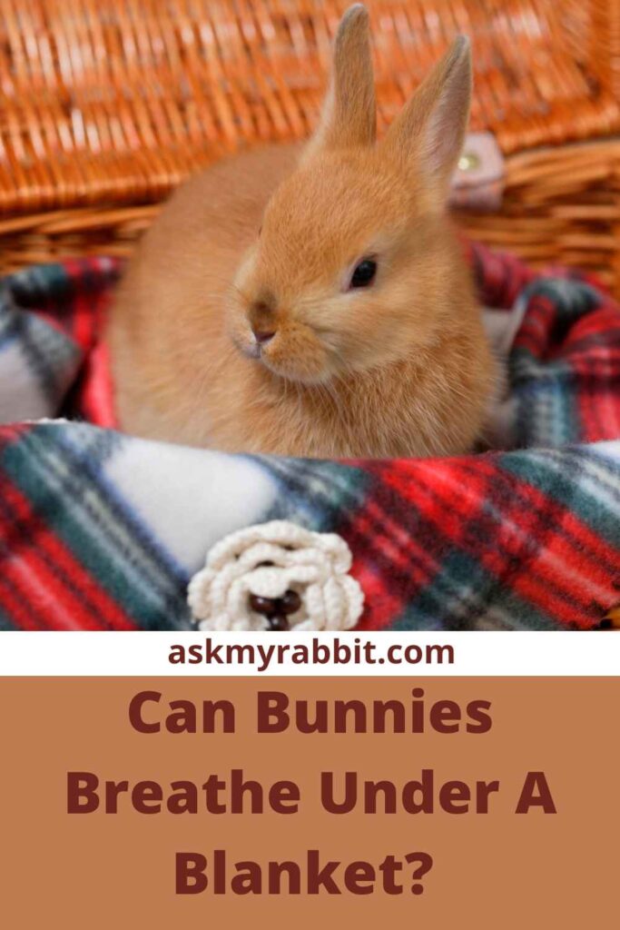 Can Bunnies Breathe Under A Blanket?