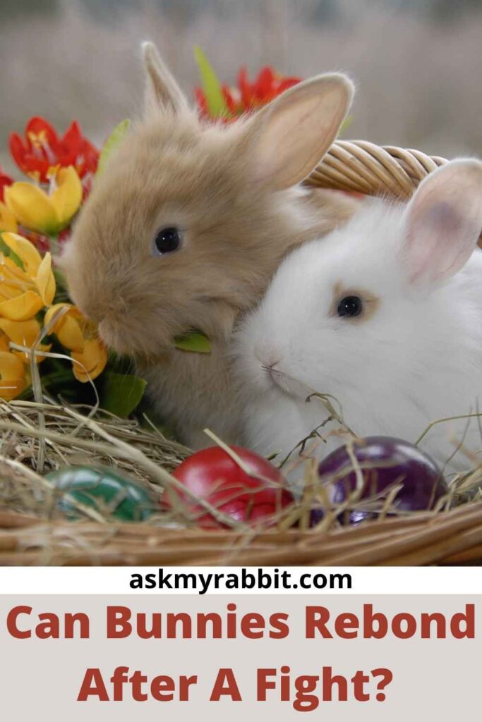 Can Bunnies Rebond After A Fight?