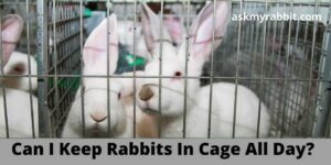 Can I Keep Rabbits In Cage All Day?