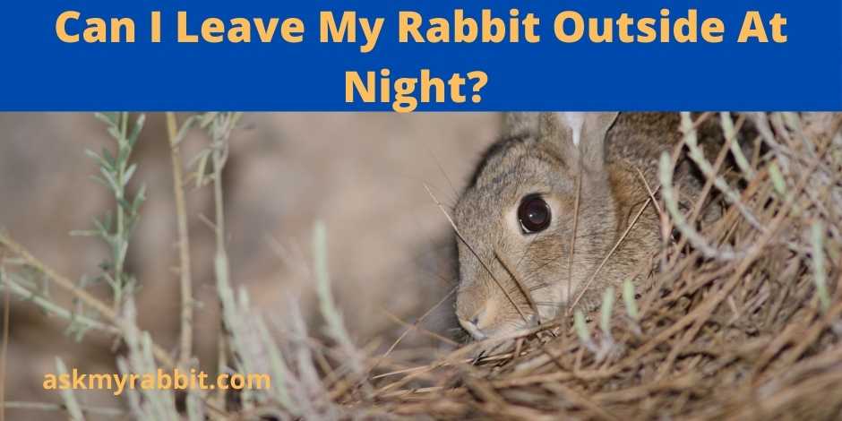 Can I Leave My Rabbit Outside At Night?