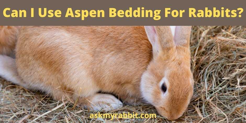 Can I Use Aspen Bedding For Rabbits?