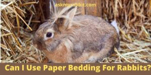 Can I Use Paper Bedding For Rabbits? Is Paper Bedding Safe For Rabbits?
