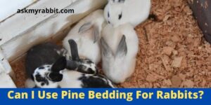 Can I Use Pine Bedding For Rabbits? Is Pine Bedding Safe For Rabbits?