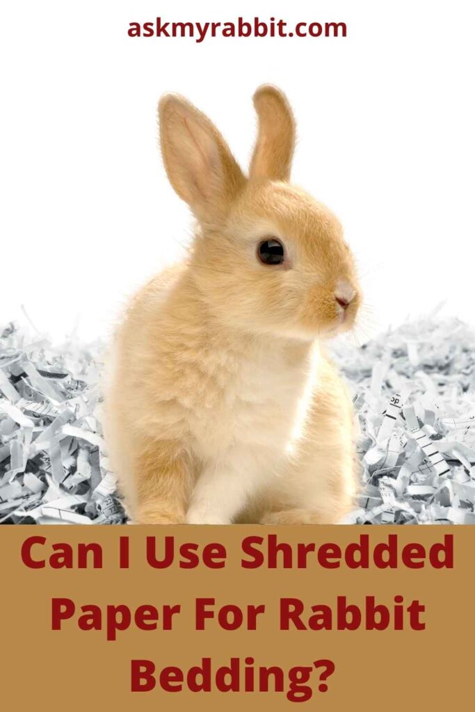 Can I Use Shredded Paper For Rabbit Bedding?