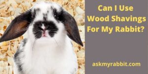 Can I Use Wood Shavings For My Rabbit?