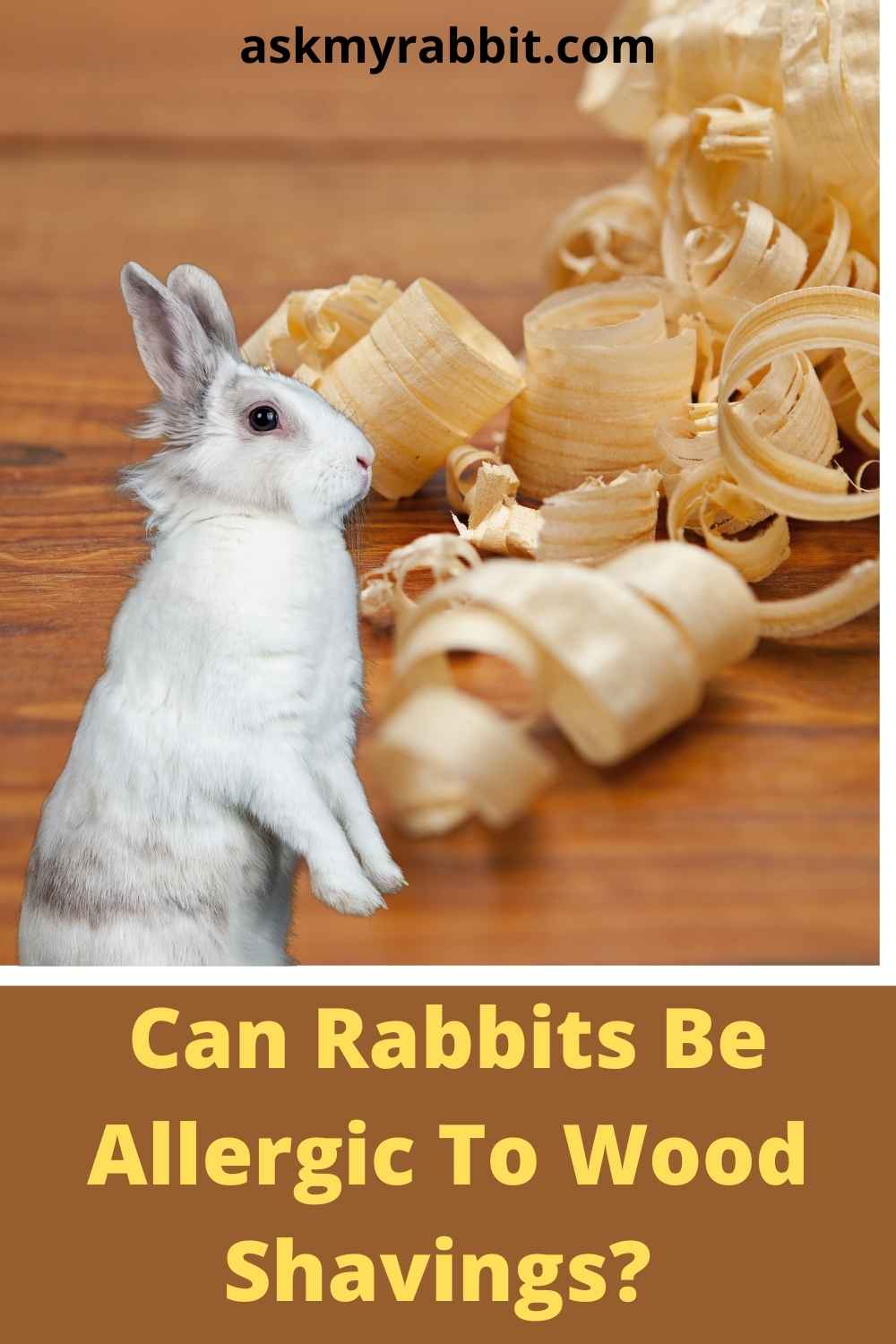 Can I Use Wood Shavings For My Rabbit?
