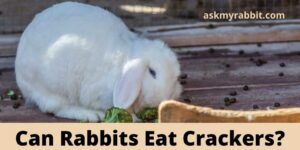 Can Rabbits Eat Crackers? (Graham/Saltine/Cream/Animal)