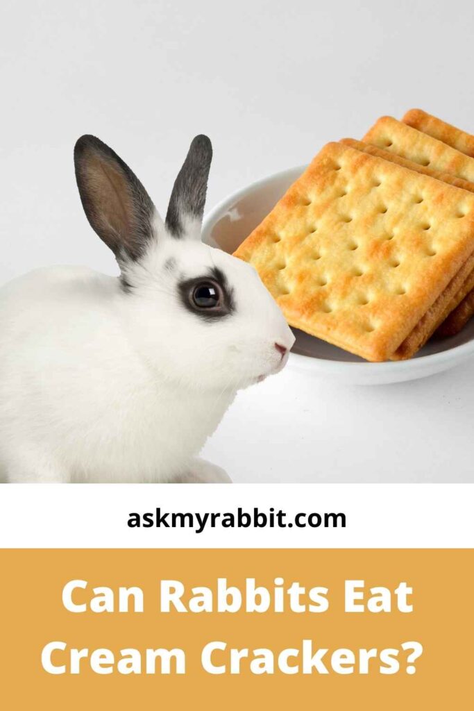 Can Rabbits Eat Cream Crackers?