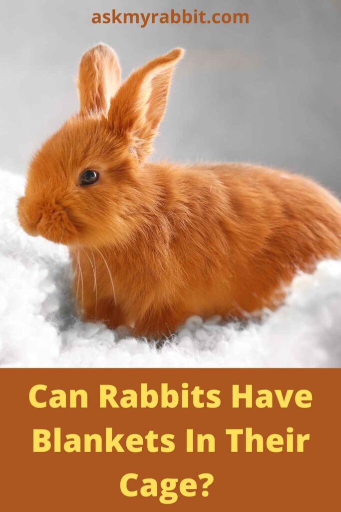 Can Rabbits Have Blankets In Their Cage?