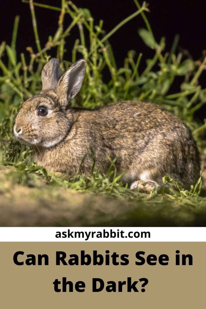 Can Rabbits See in the Dark?