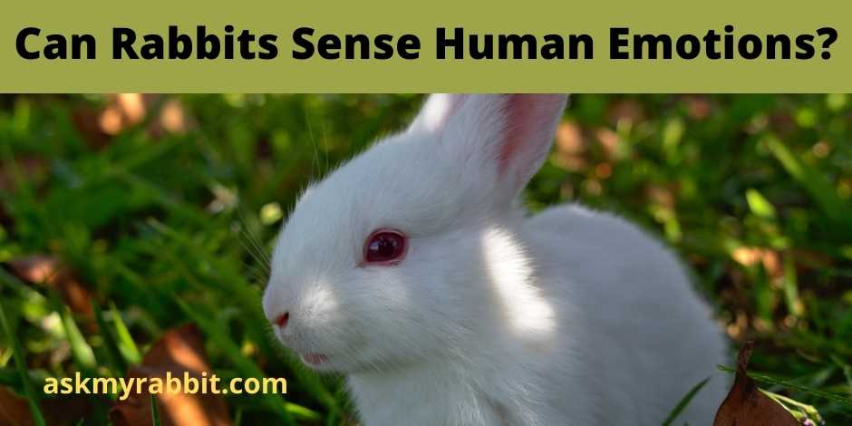 Can Rabbits Sense Human Emotions?  