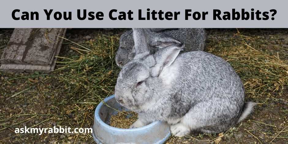 Can You Use Cat Litter For Rabbits?
