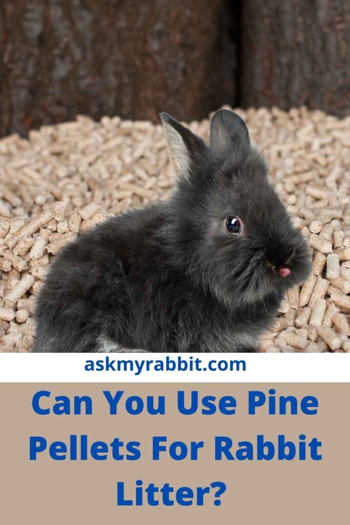 Can You Use Pine Pellets For Rabbit Litter?